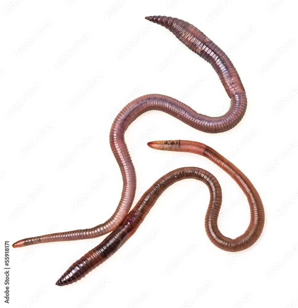 earthworms earthworms