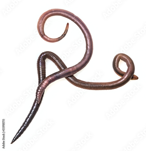 two earthworms on a white background