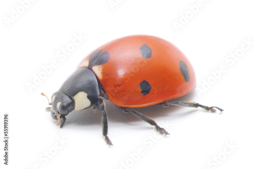 Ladybug © Anatolii