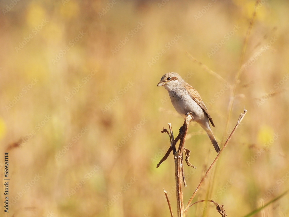 Obraz premium Red backed Shrike, Lanius collurio