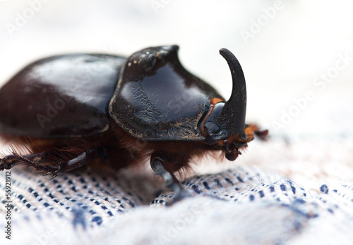 rhinoceros beetle © fieryphoenix