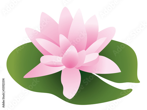 lotus rose
