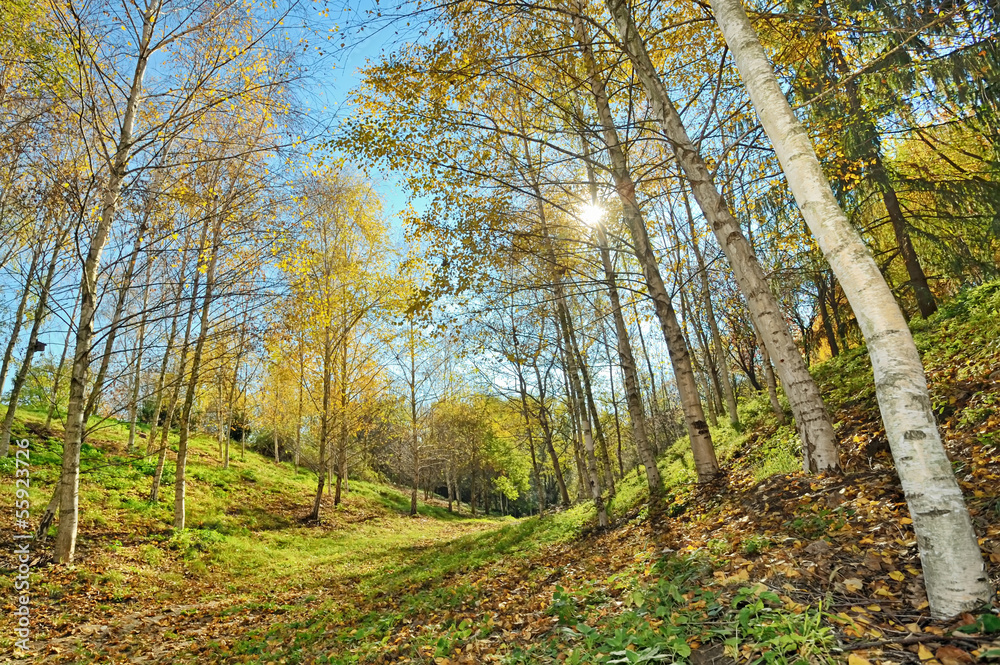 Obraz premium autumn forest