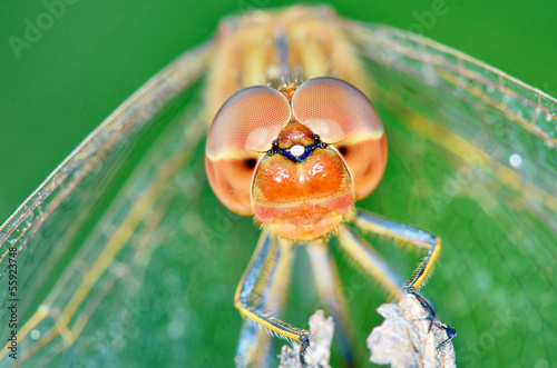 Dragonfly (Crocothemis erythraea) photo