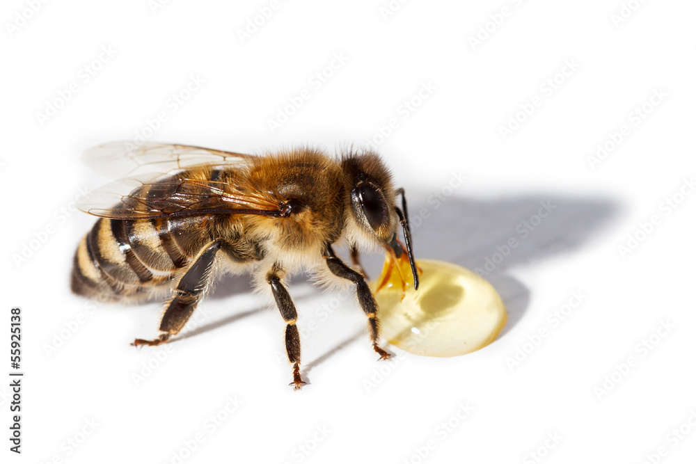 Bee - obrazy, fototapety, plakaty 