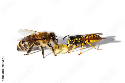Bee and wasp