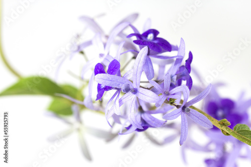 Fototapeta Naklejka Na Ścianę i Meble -  Petrea volubilis flower