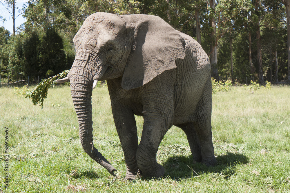 Obraz premium Young African elephant