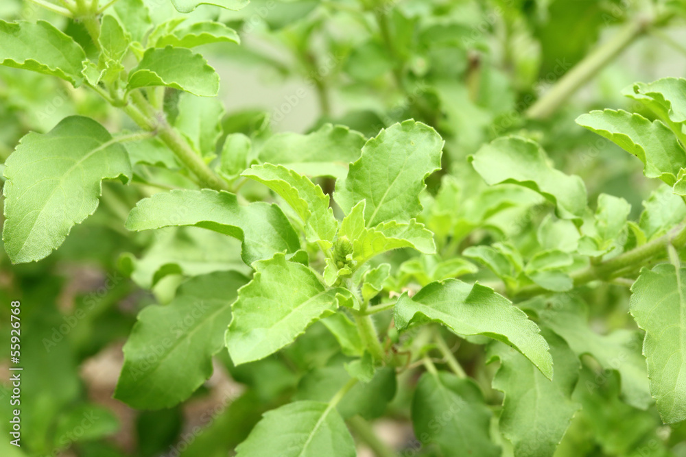 Holy basil Holy basil