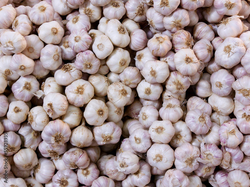 Many heads of white and purple garlic for background
