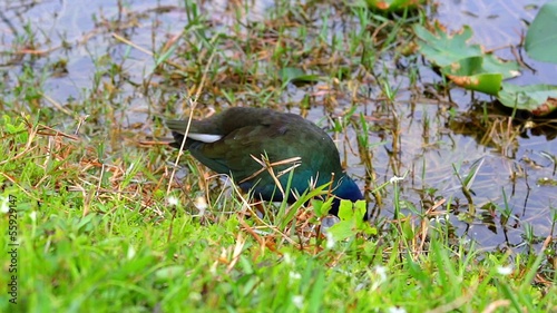 purple gallinule in Everglades NP,USA photo