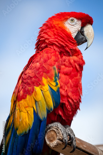 Scarlet macaw bird on a perch