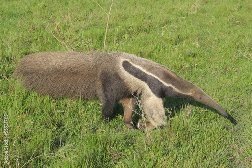 mrówkojad olbrzymi photo