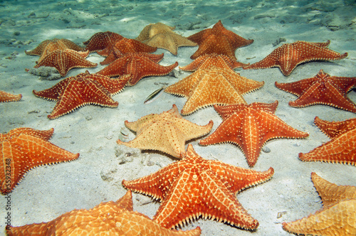 Canvas Print Sea stars on sandy ocean floor