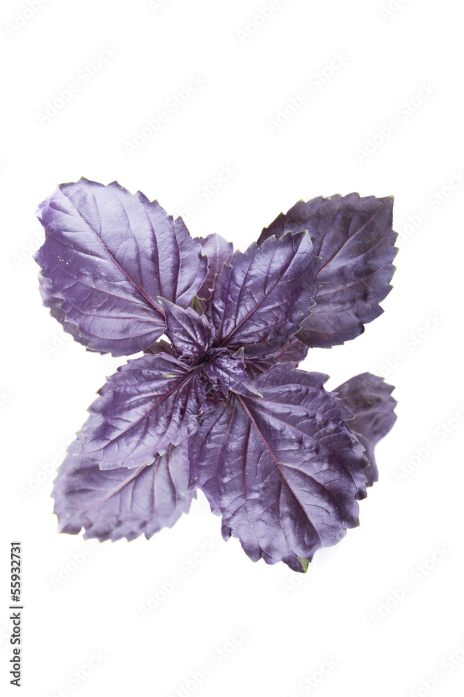 purple basil purple basil