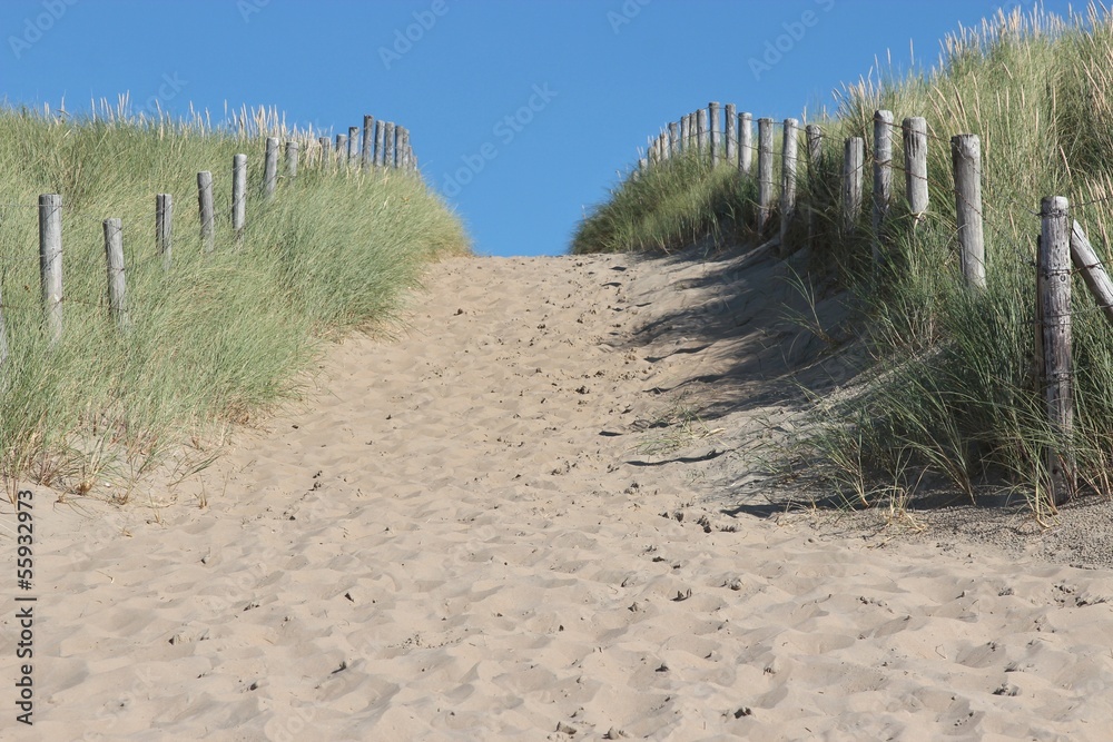 Fototapeta premium Weg in den Dünen an der niederländischen Nordseeküste