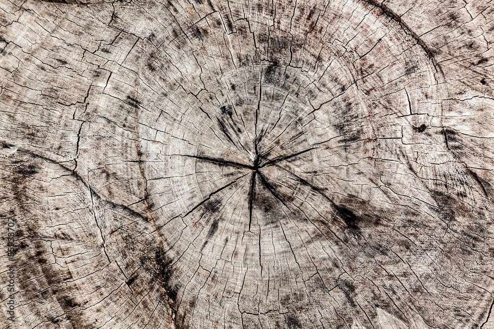 Old brown tree cross cut texture