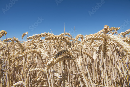 Foto zasłona trawa rolnictwo żniwa słoma