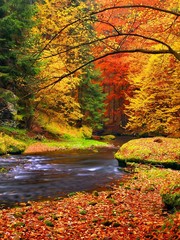 Wandcirkels Herfst Kleurrijke herfstbomen aan ochtendrivier  © rdonar