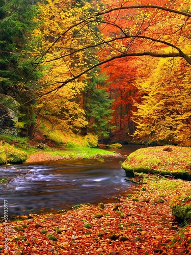 Autumn landscape, colorful leaves on trees, morning at river. #55933977