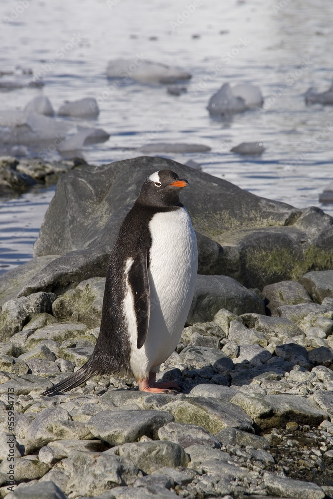 Naklejka premium Gentoo penguin