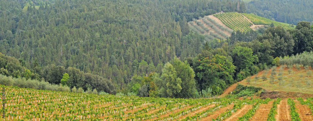 Landscape in Tuscany with vineyards and olive fields