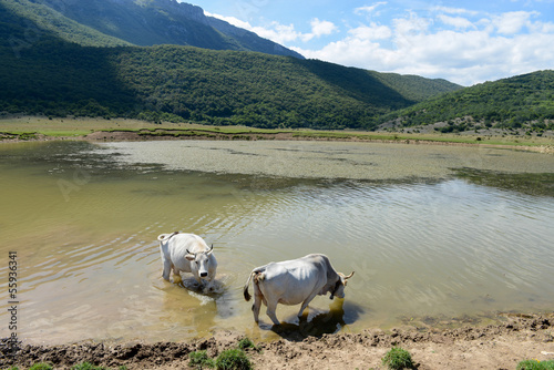 Vacche si abbeverano nel Lago meteorico di Secinato photo