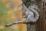 Grey Squirrel in Autum Background