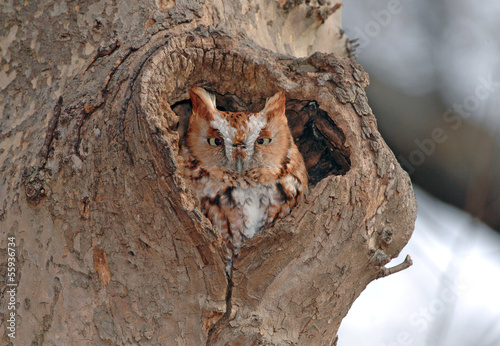 Screech Owl, Red Phase