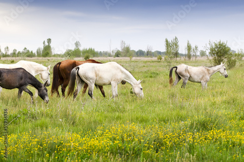 horses grazing in a meadow grass © bykofoto
