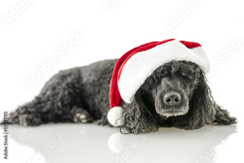 Black pudle with santa hat photo