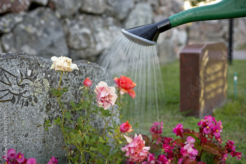 watering flowers on grave