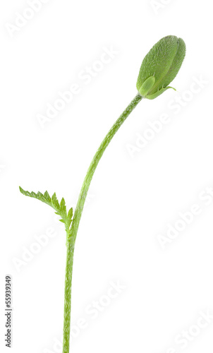 Field Poppy, Papaver rhoeas bud isolated on white background