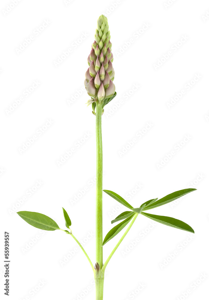 Naklejka premium Lupin isolated on white background, macro photo