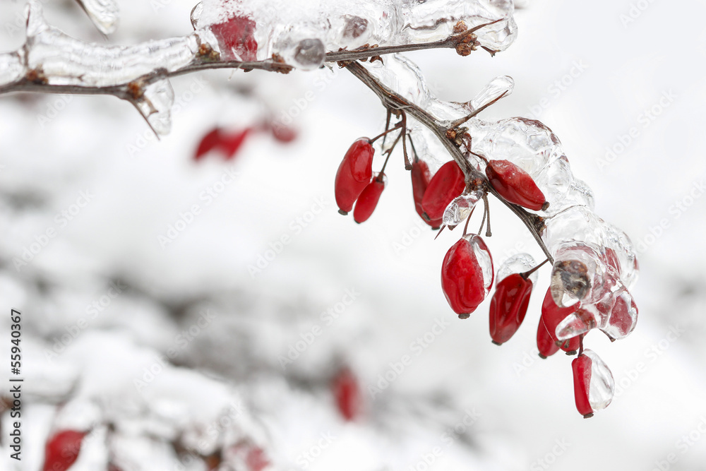Naklejka premium Berberis branch under heavy snow and ice. Selective focus