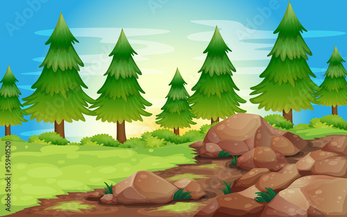 Big stones and pine trees