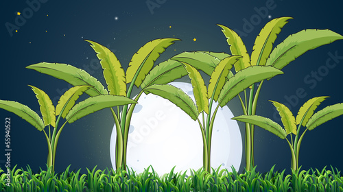 A banana plantation under the white fullmoon