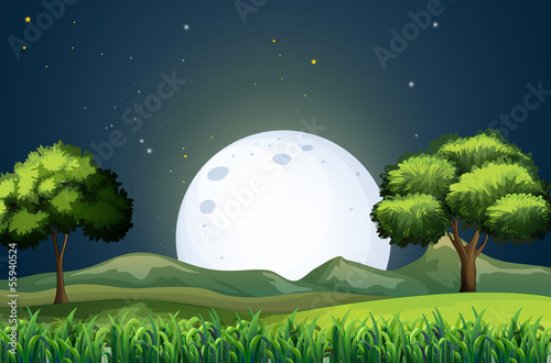 A view of the forest in the middle of the night