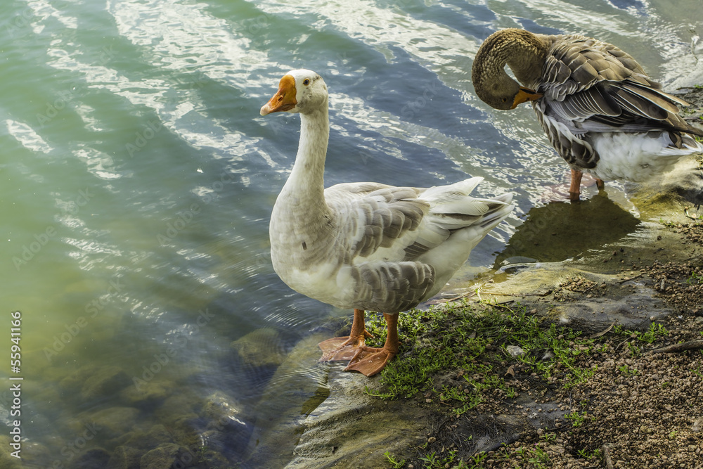 Obraz premium Goose Pair