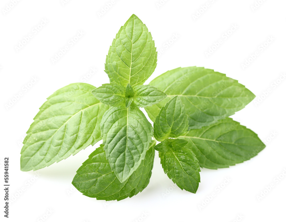 Mint leaves on a white background Mint leaves on a white background