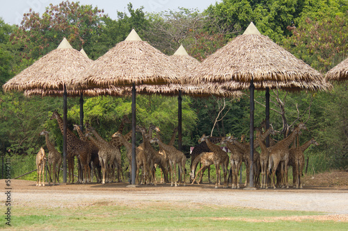 Large herd of giraffe in zoo