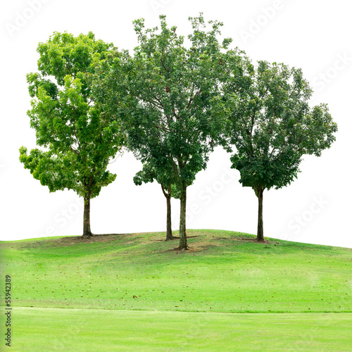 Tree group on grass field isolated on white with clipping path
