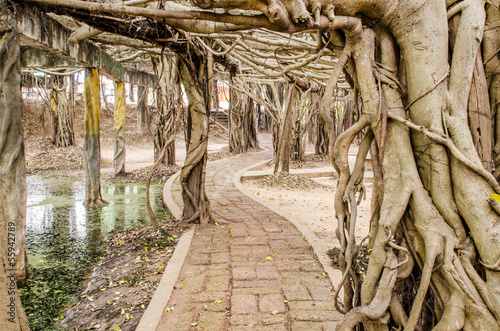 Walk way under banyan tree at Sai-Ngarm public park photo