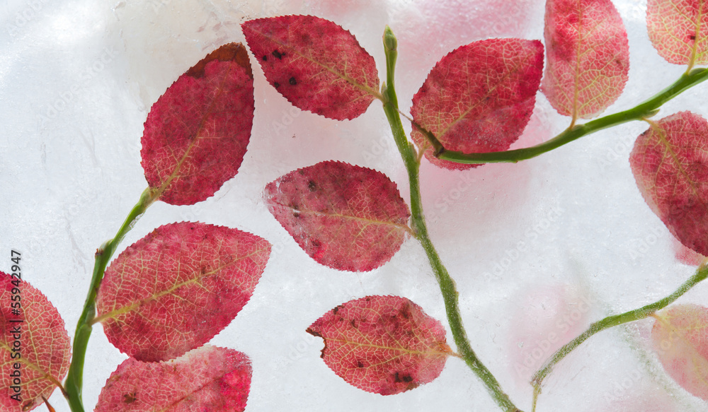 Fototapeta premium icy plants