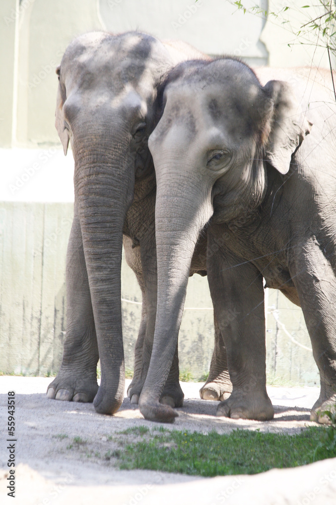 Naklejka premium TIERE_1590_asiatischer_Elephant