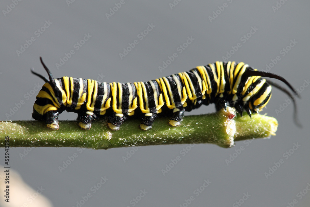 Fototapeta premium TIERE_1741_Schmetterling_Monarchfalter