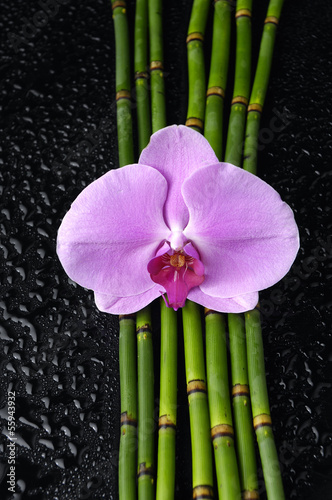 pink orchid and thin bamboo grove on wet background