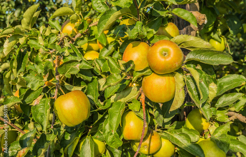 Closeup of an apple tree
