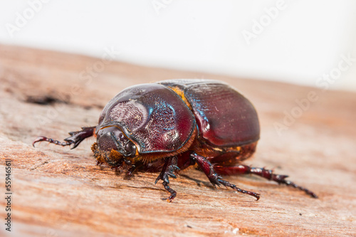 close up Coleoptera © TuTheLens