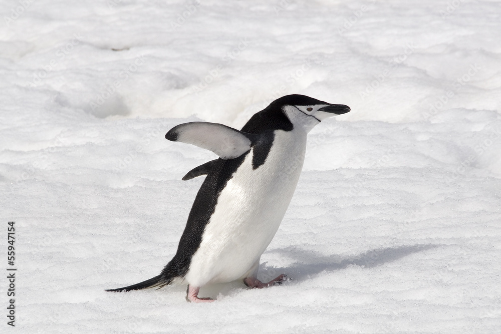 Chinstrap penguin